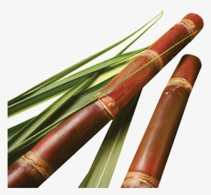 Detail Sugar Cane Png Nomer 31