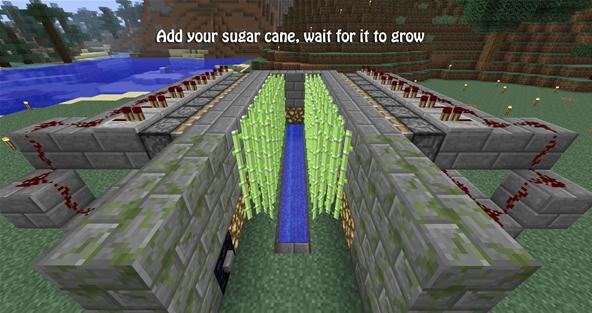 Detail Sugar Cane Seeds Minecraft Nomer 32