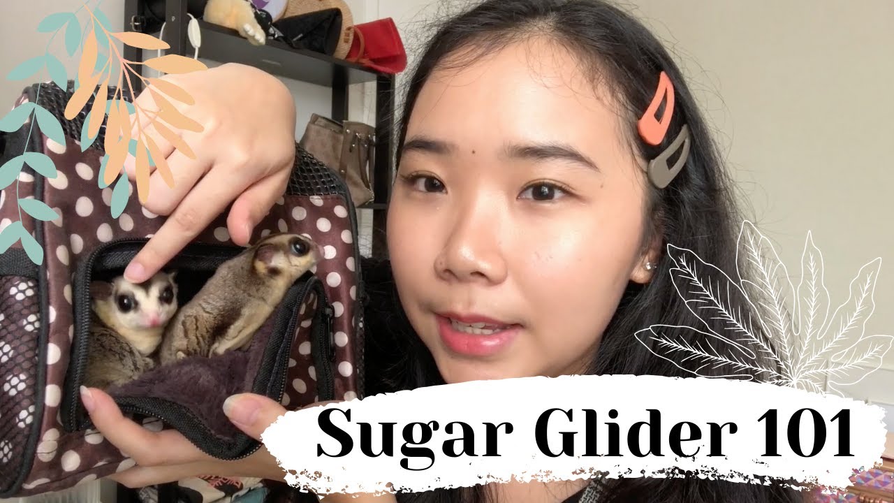 Detail Sugar Glider 101 Nomer 15