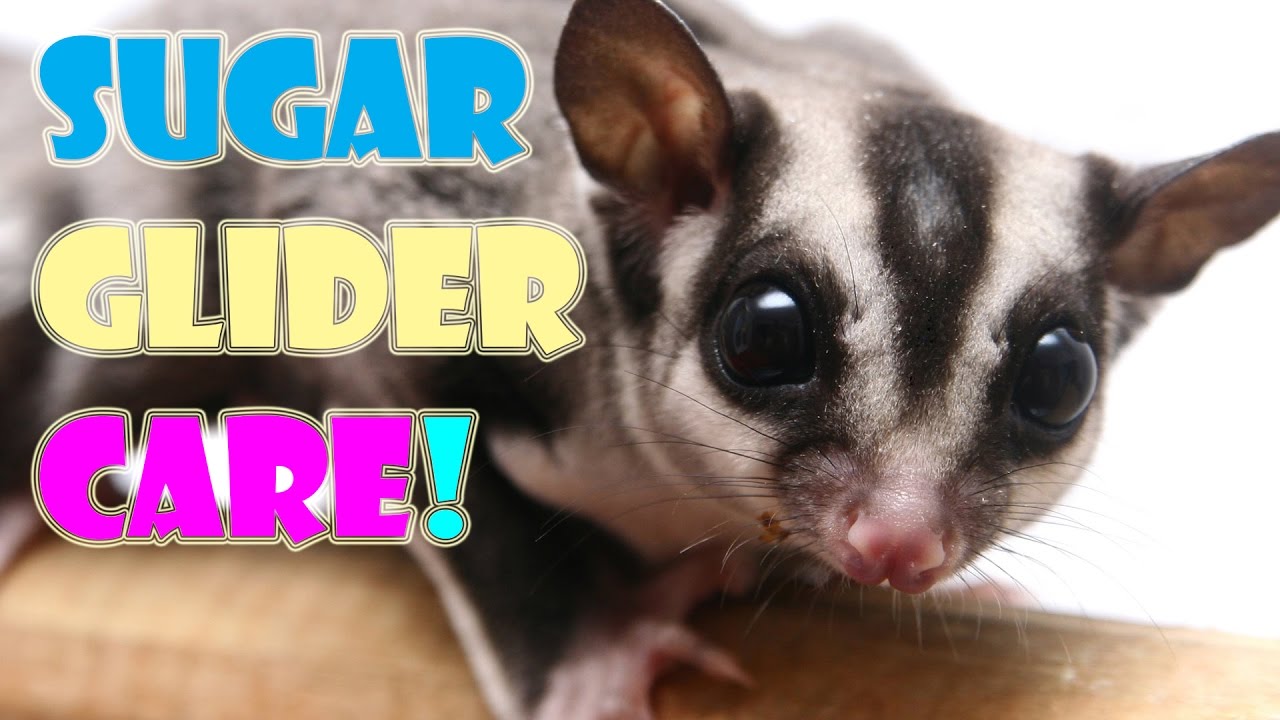 Detail Sugar Glider 101 Nomer 3