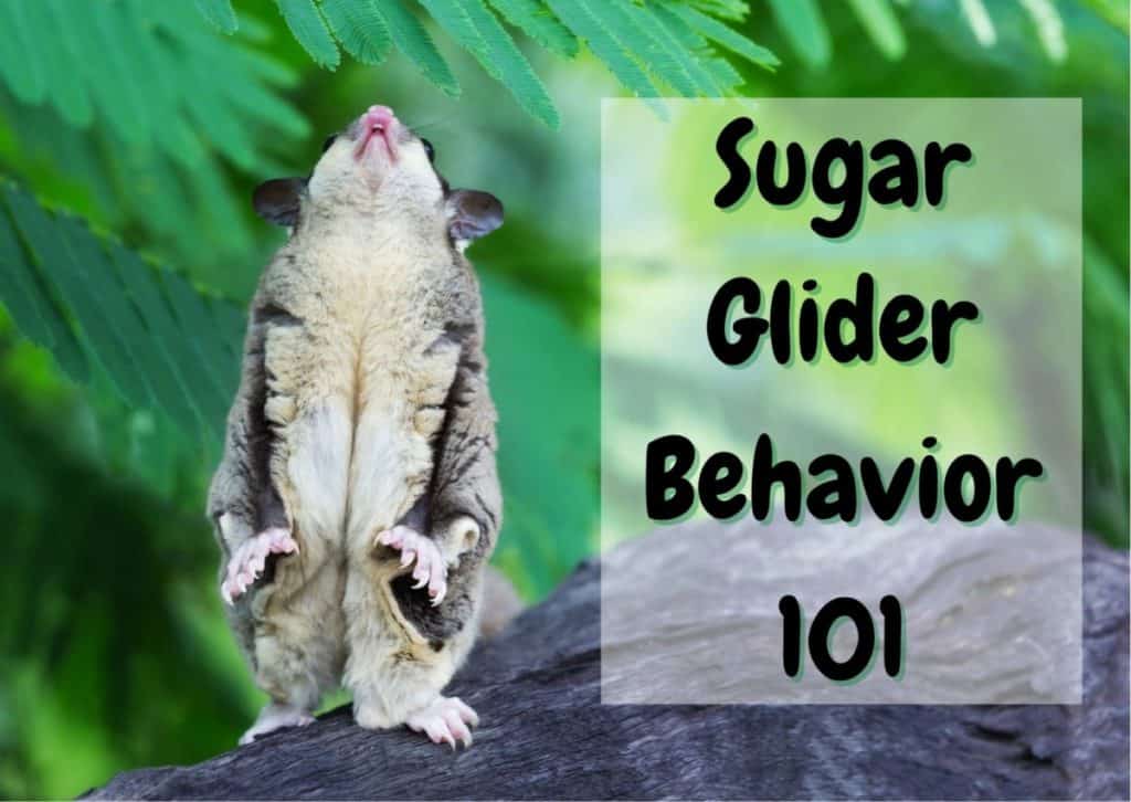 Detail Sugar Glider 101 Nomer 16