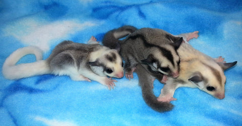 Detail Sugar Glider 101 Nomer 20