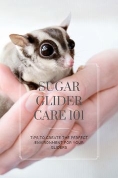 Detail Sugar Glider 101 Nomer 22