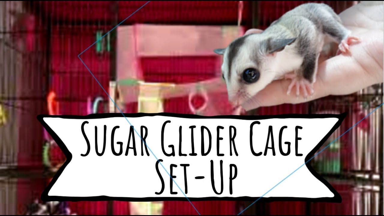 Detail Sugar Glider 101 Nomer 6