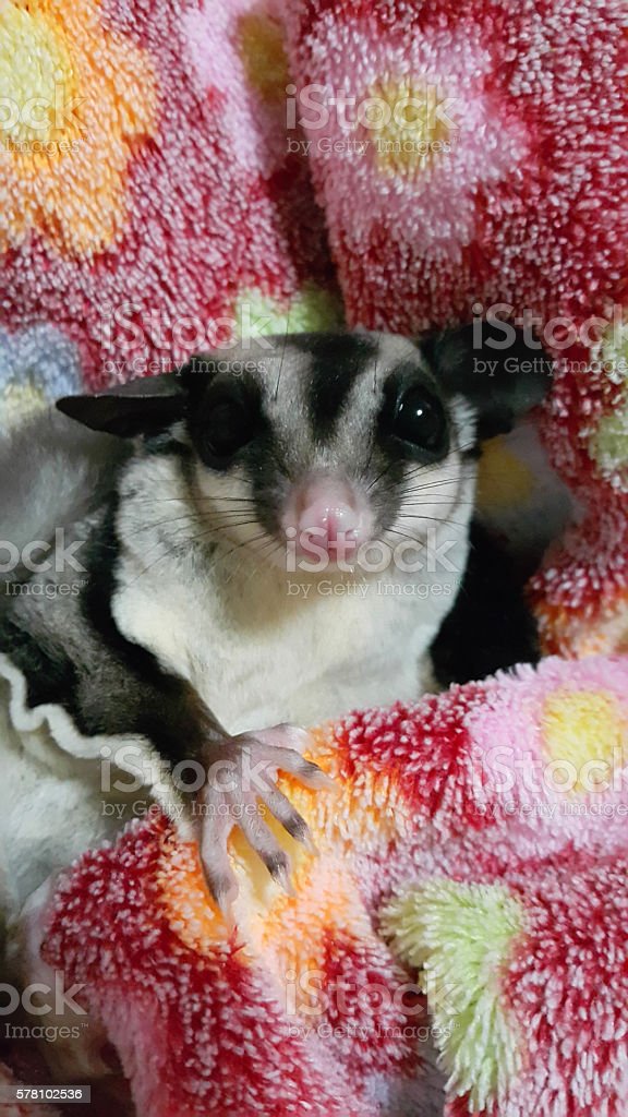 Detail Sugar Glider Blanket Nomer 23