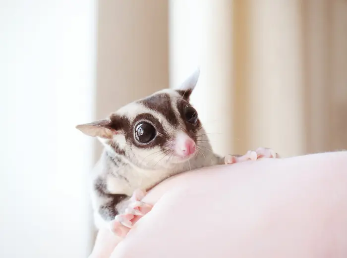 Detail Sugar Glider Blanket Nomer 45