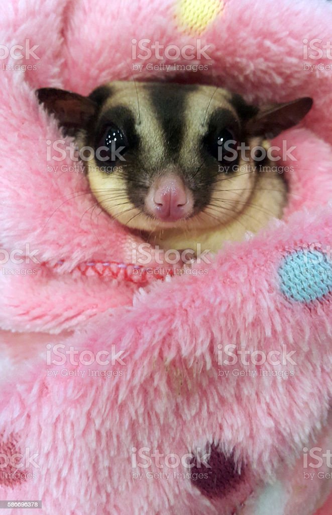 Detail Sugar Glider Blanket Nomer 7