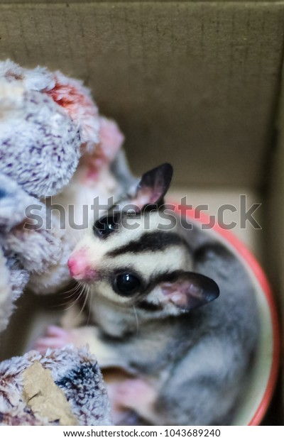 Detail Sugar Glider Blanket Nomer 10