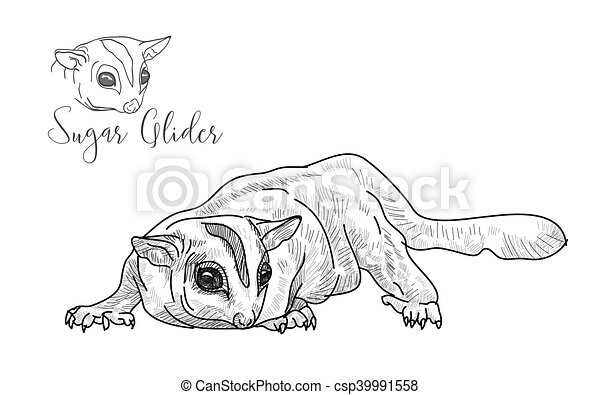 Detail Sugar Glider Clip Art Nomer 24