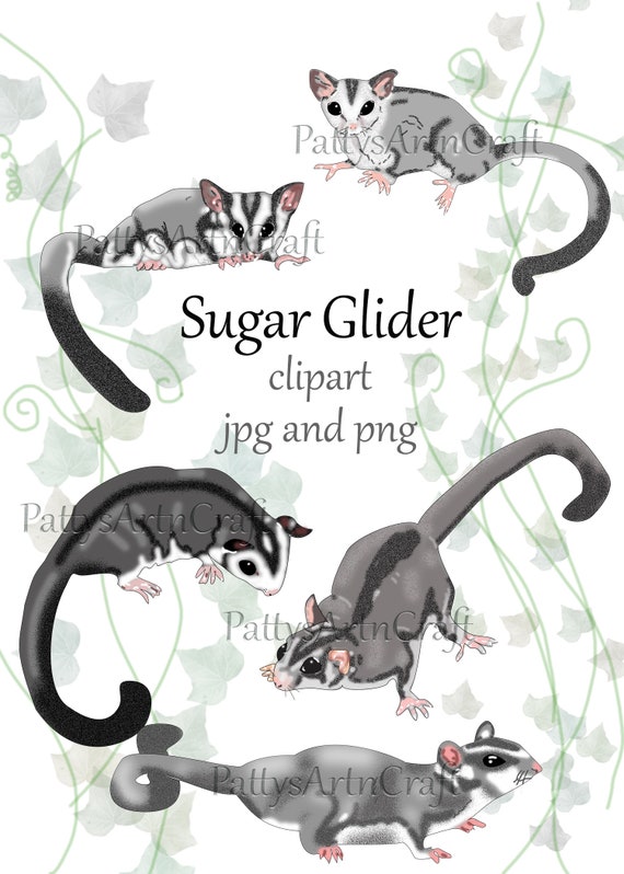 Detail Sugar Glider Clip Art Nomer 26