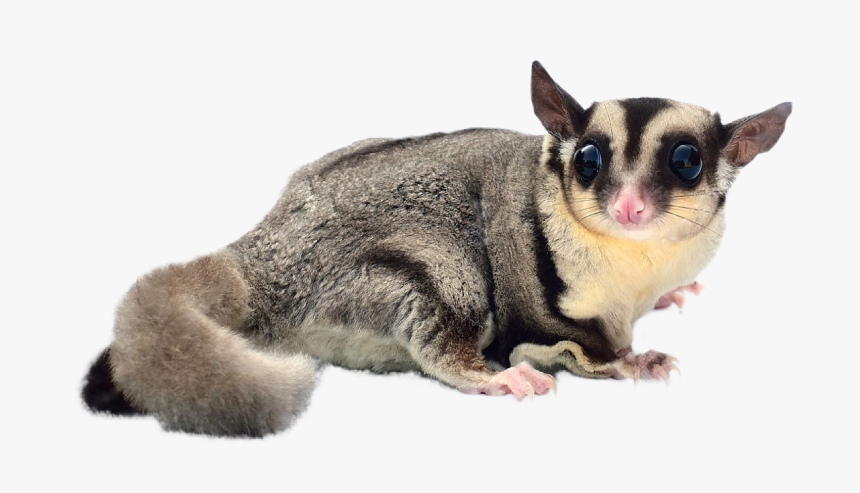 Detail Sugar Glider Clipart Nomer 15