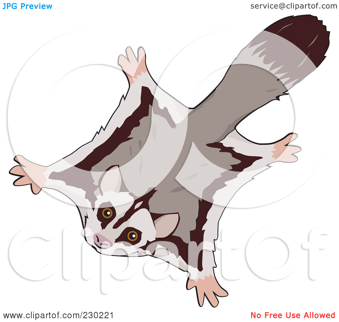 Detail Sugar Glider Clipart Nomer 22