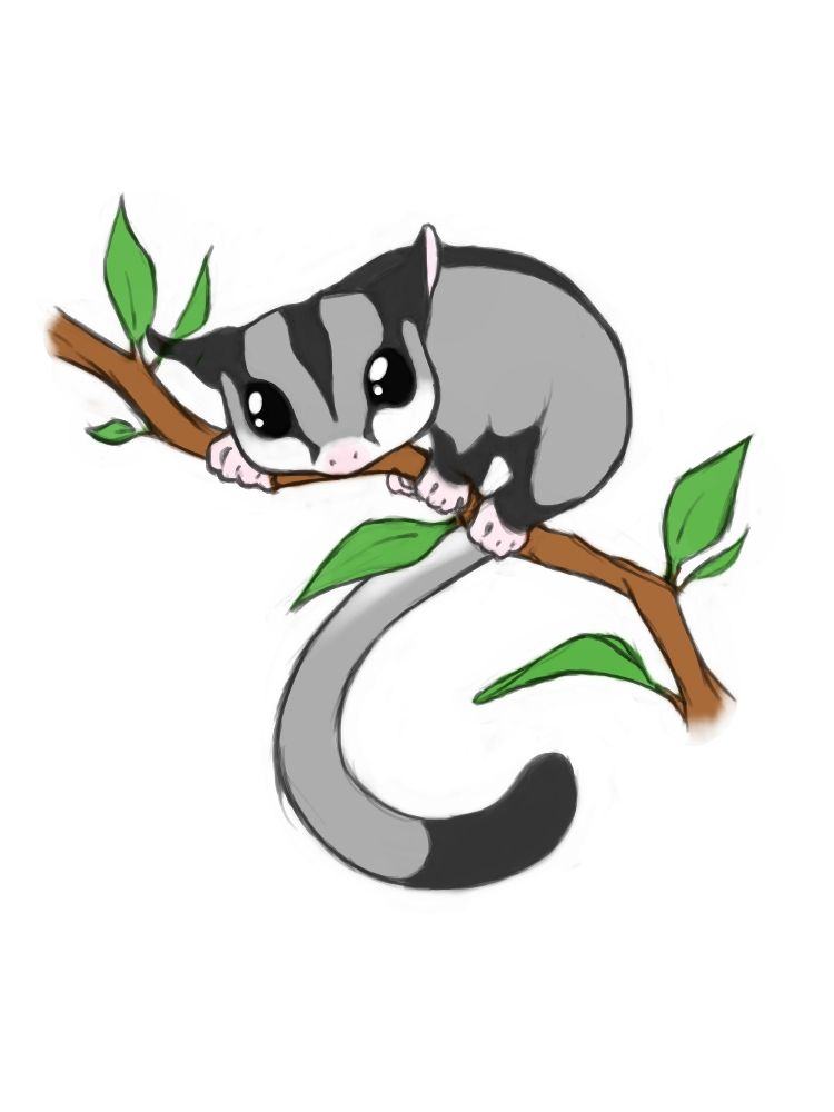 Detail Sugar Glider Clipart Nomer 28