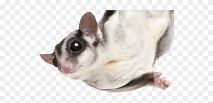 Detail Sugar Glider Clipart Nomer 44