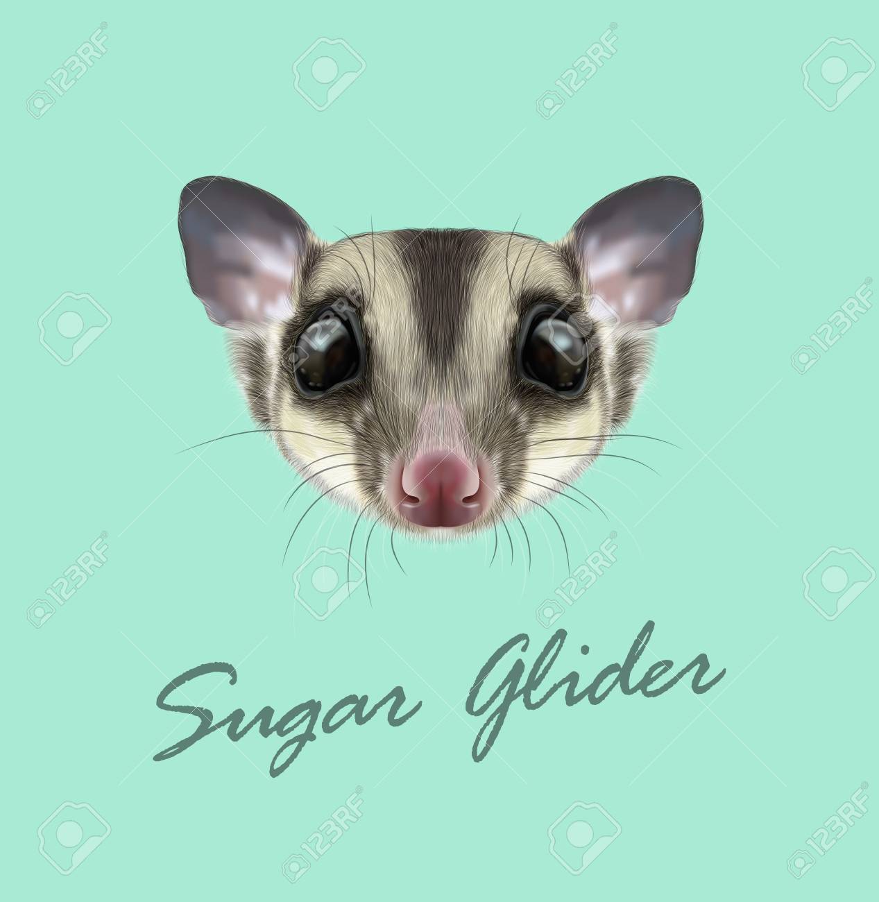 Detail Sugar Glider Clipart Nomer 49