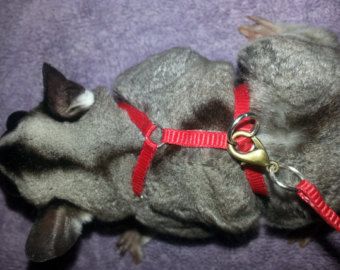 Detail Sugar Glider Collar Nomer 16