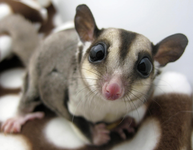 Detail Sugar Glider E Jacket Nomer 37