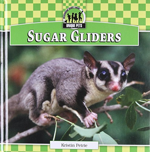 Detail Sugar Glider E Jacket Nomer 41