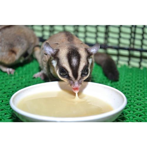 Detail Sugar Glider Food Bowl Nomer 32