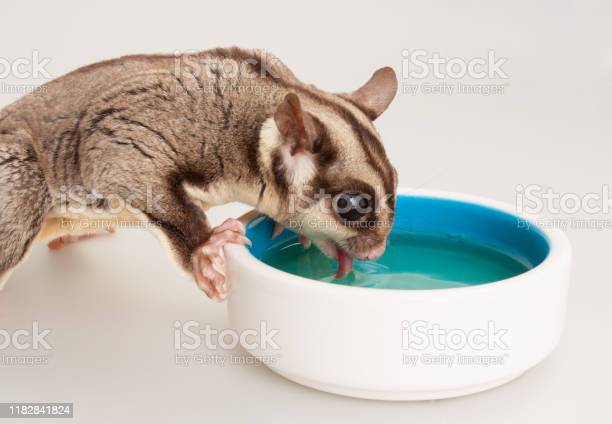 Detail Sugar Glider Food Bowl Nomer 33