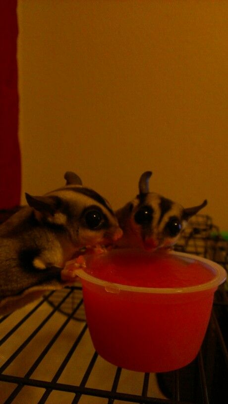 Detail Sugar Glider Food Bowl Nomer 42