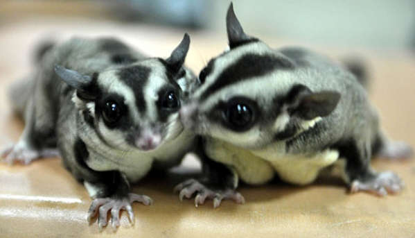 Detail Sugar Glider Hewan Dilindungi Nomer 7