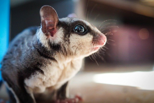 Detail Sugar Glider Hewan Dilindungi Nomer 8