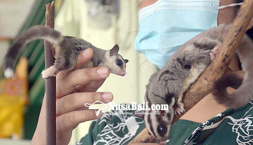 Detail Sugar Glider Hewan Dilindungi Nomer 14