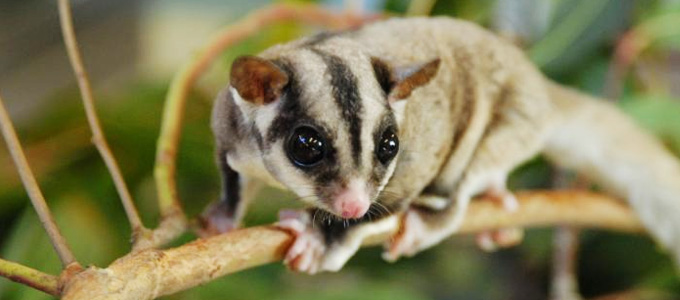 Detail Sugar Glider Hewan Dilindungi Nomer 28