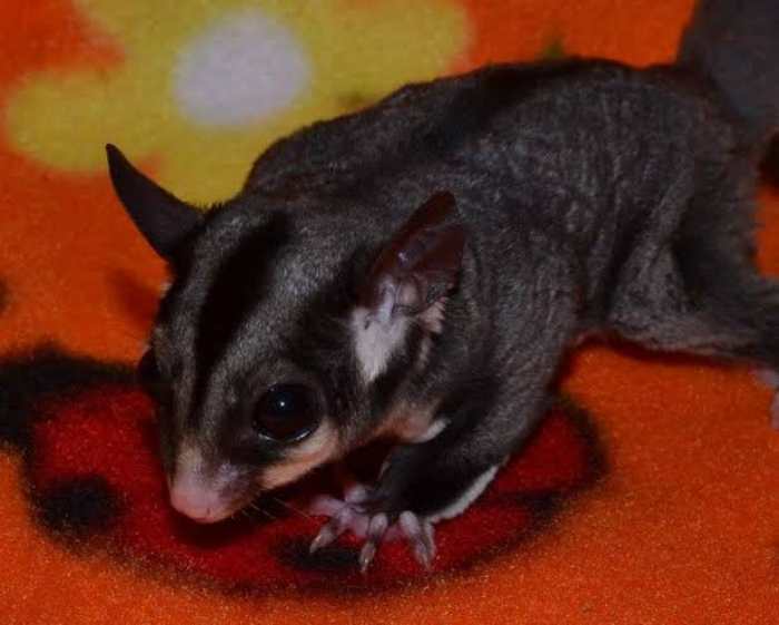 Detail Sugar Glider Hewan Dilindungi Nomer 33