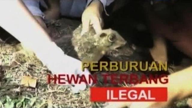 Detail Sugar Glider Hewan Dilindungi Nomer 34