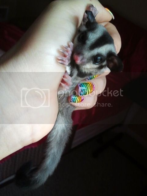 Detail Sugar Glider Jual Nomer 16