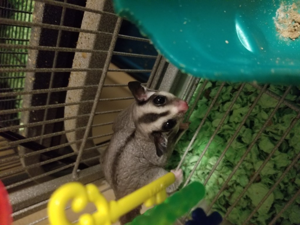 Detail Sugar Glider Jual Nomer 17