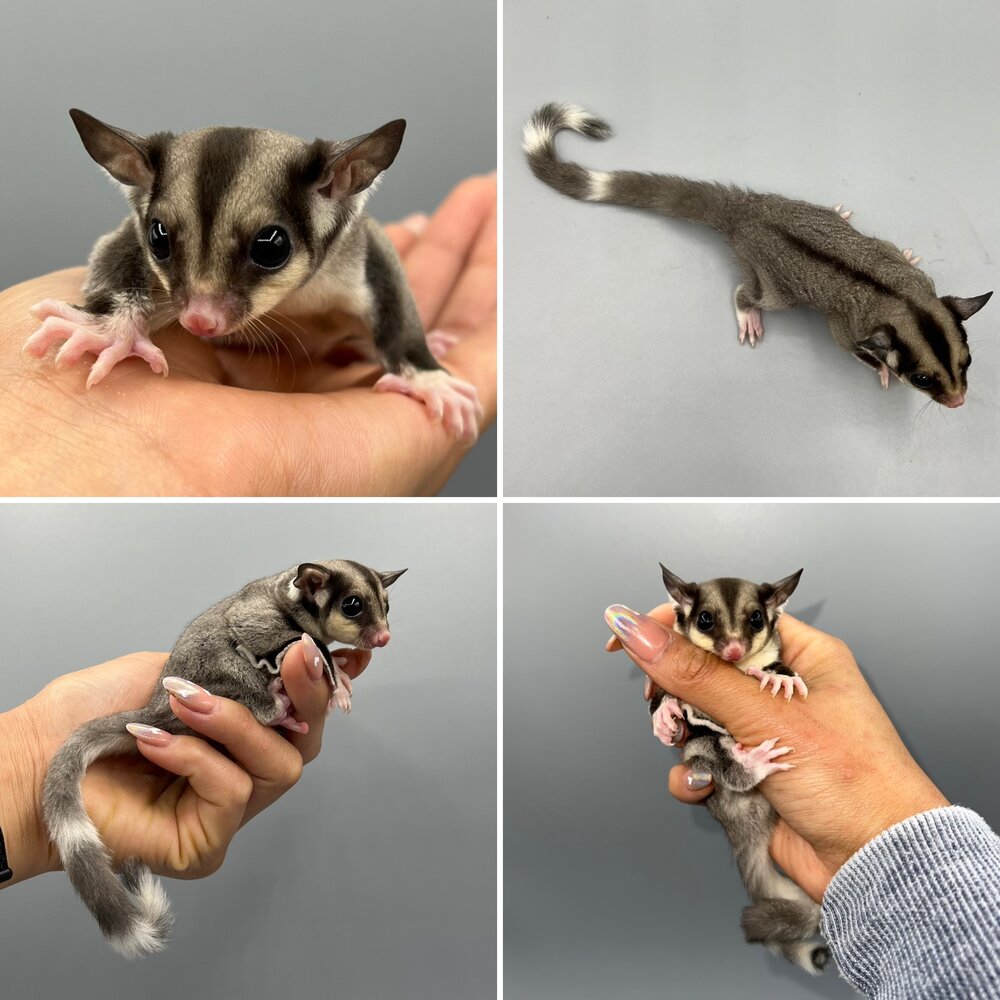 Detail Sugar Glider Jual Nomer 21