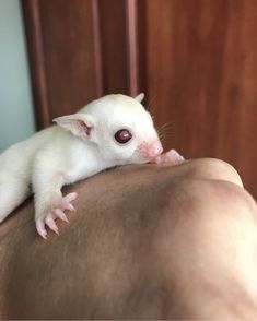 Detail Sugar Glider Jual Nomer 32