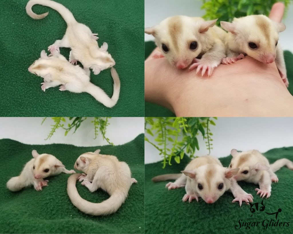 Detail Sugar Glider Jual Nomer 36