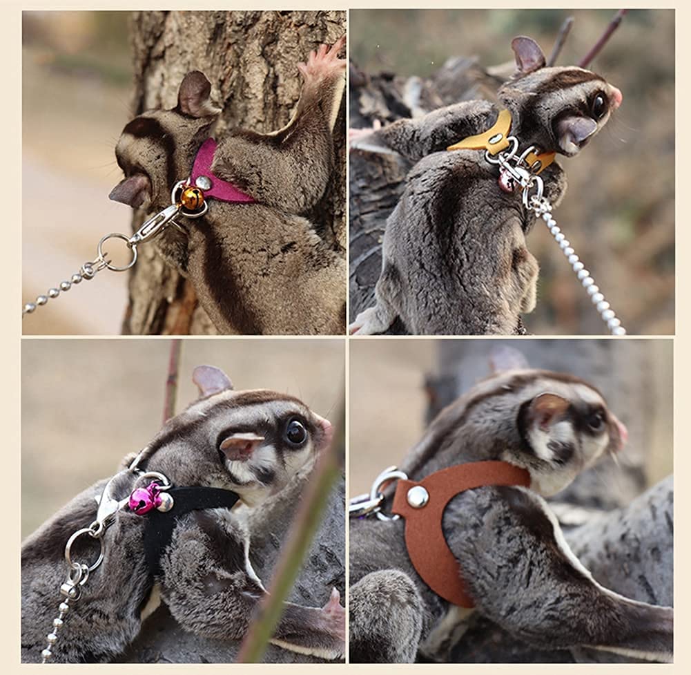 Detail Sugar Glider Leash Nomer 31