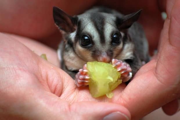 Download Sugar Glider Nail Care Nomer 44