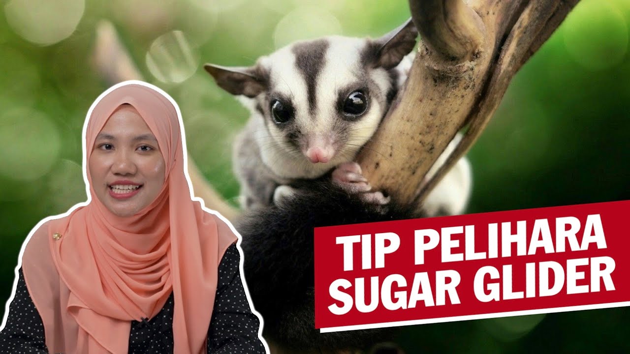 Detail Sugar Glider Scarf Nomer 39