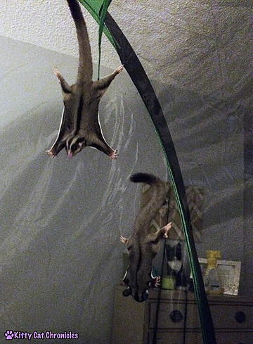 Detail Sugar Glider Tent Time Nomer 32