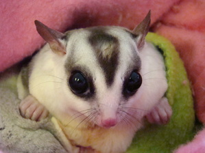 Detail Sugar Glider Tent Time Nomer 35