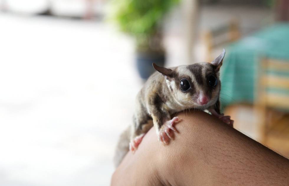 Detail Sugar Glider Tiktok Nomer 8