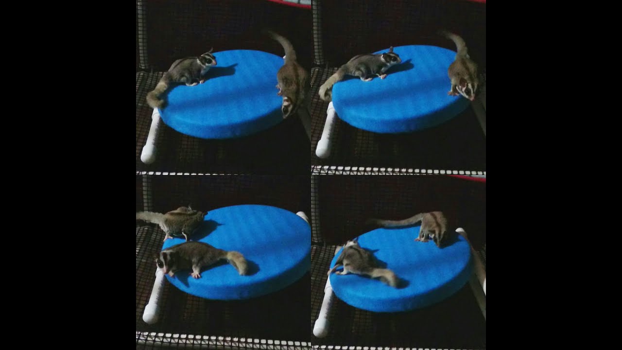 Detail Sugar Glider Treadmill Nomer 3