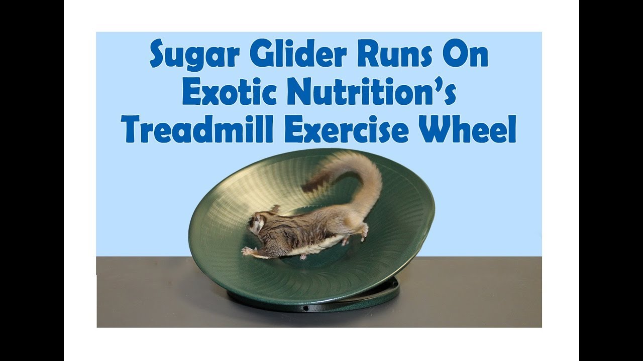 Detail Sugar Glider Treadmill Nomer 8