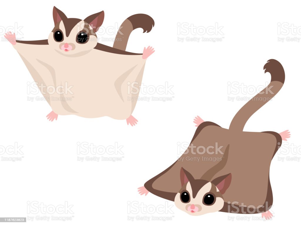 Detail Sugar Glider Vector Nomer 14