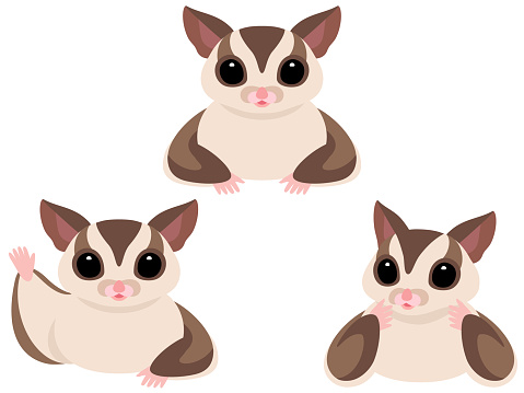 Detail Sugar Glider Vector Nomer 5