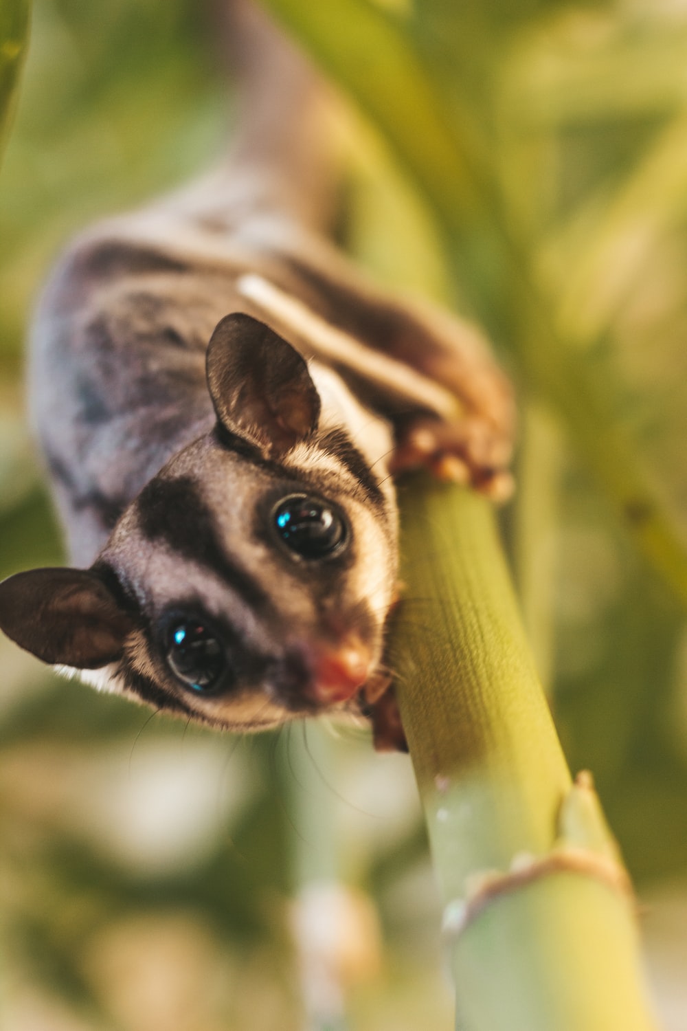 Detail Sugar Glider Wallpaper Nomer 14