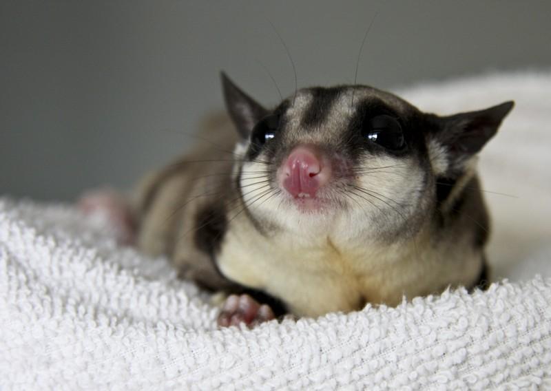 Detail Sugar Glider Wallpaper Nomer 24