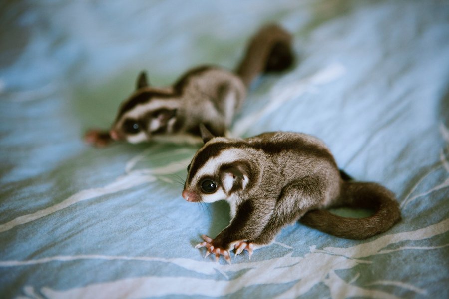 Detail Sugar Glider Wallpaper Nomer 28