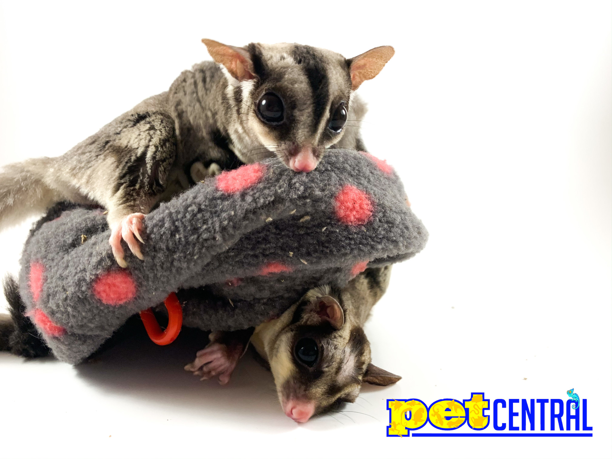 Detail Sugar Glider Wallpaper Nomer 34